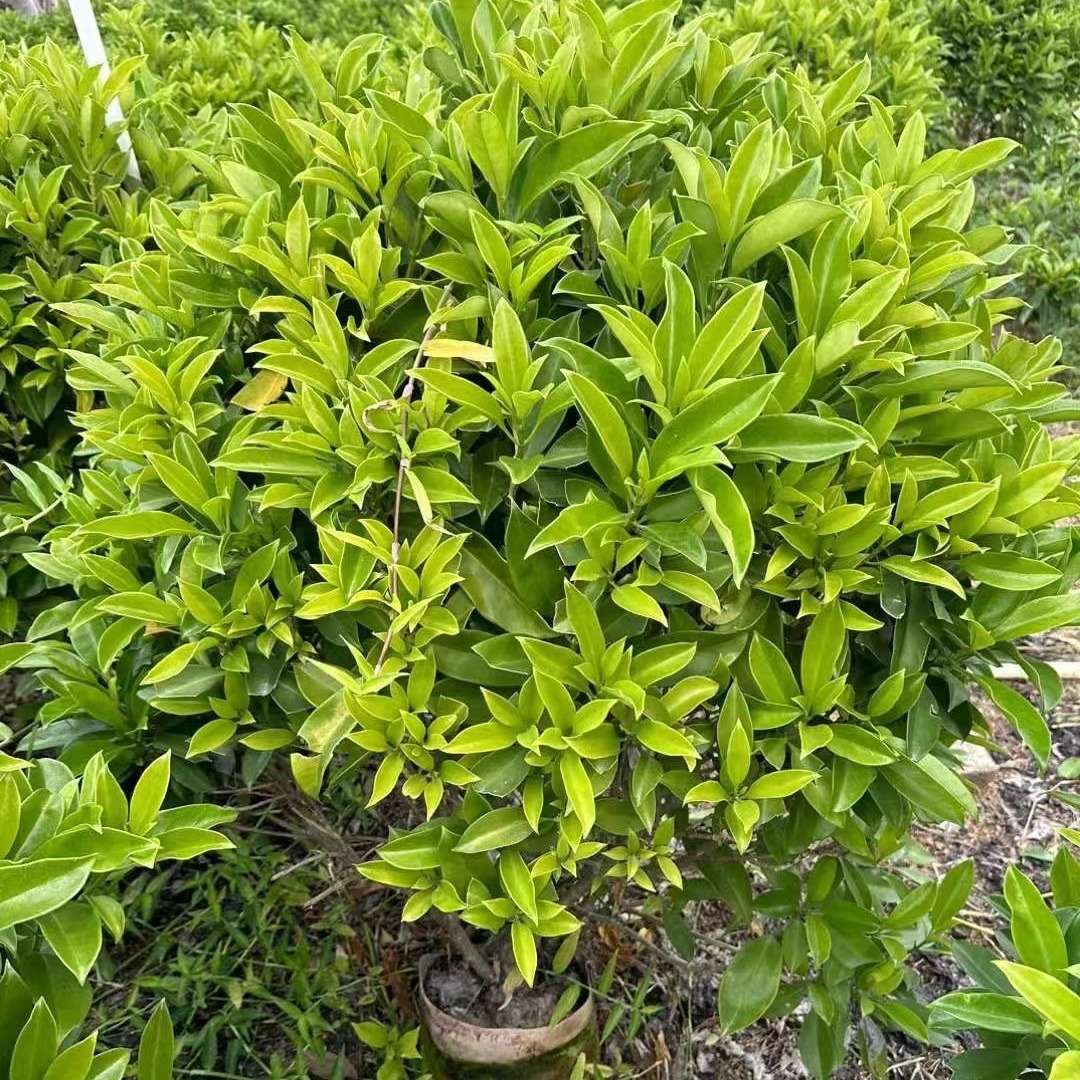 基地批发热线:134800496292,由于绿植花卉是在不停生长