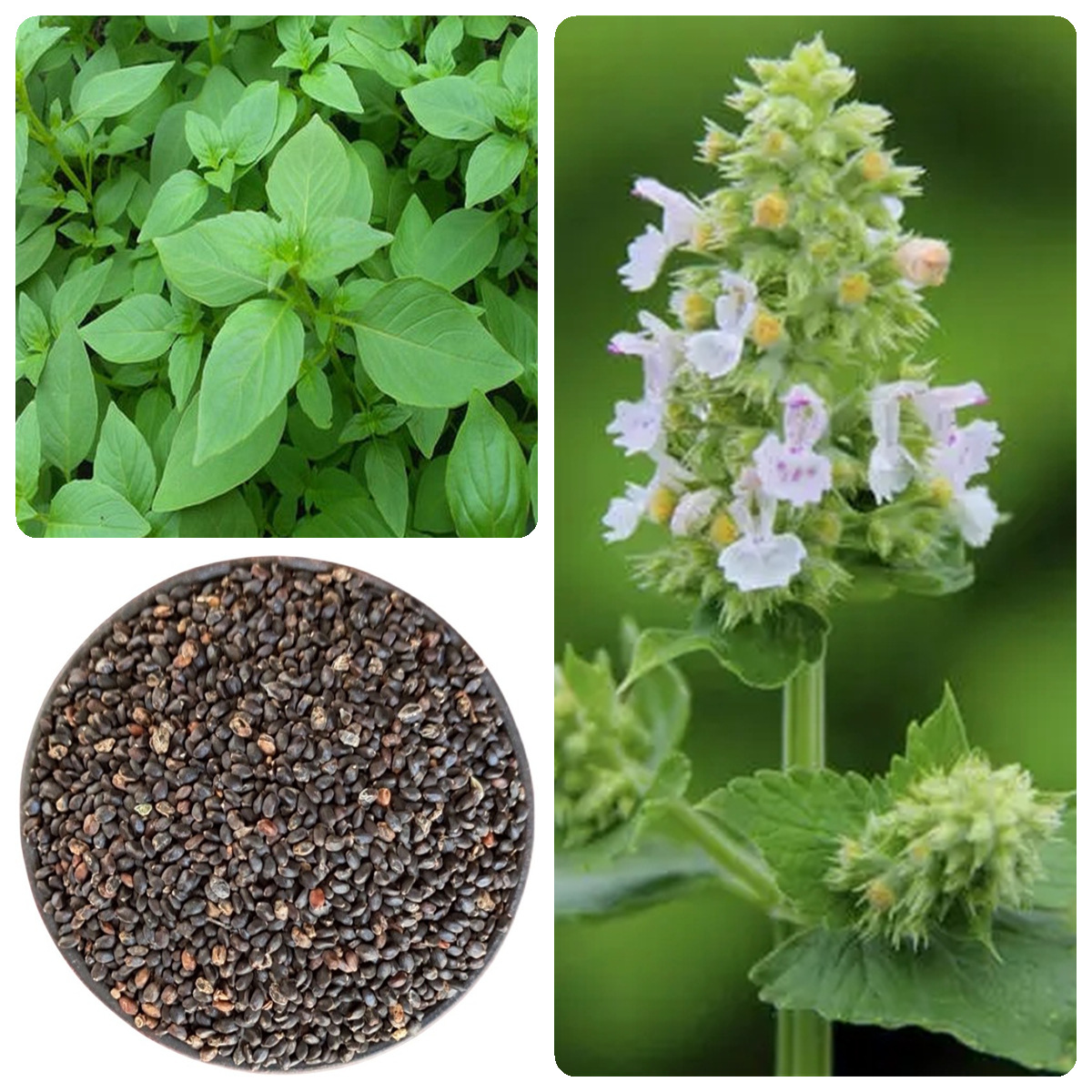 散装大叶荆芥种子苗孑四季小青菜蔬菜荆芥籽种盆栽菜籽荆芥菜种籽