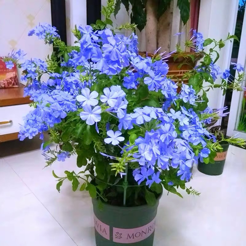 蓝雪花盆栽花苗多年生庭院爬藤垂吊花卉植物观赏绿植盆景 蓝雪花