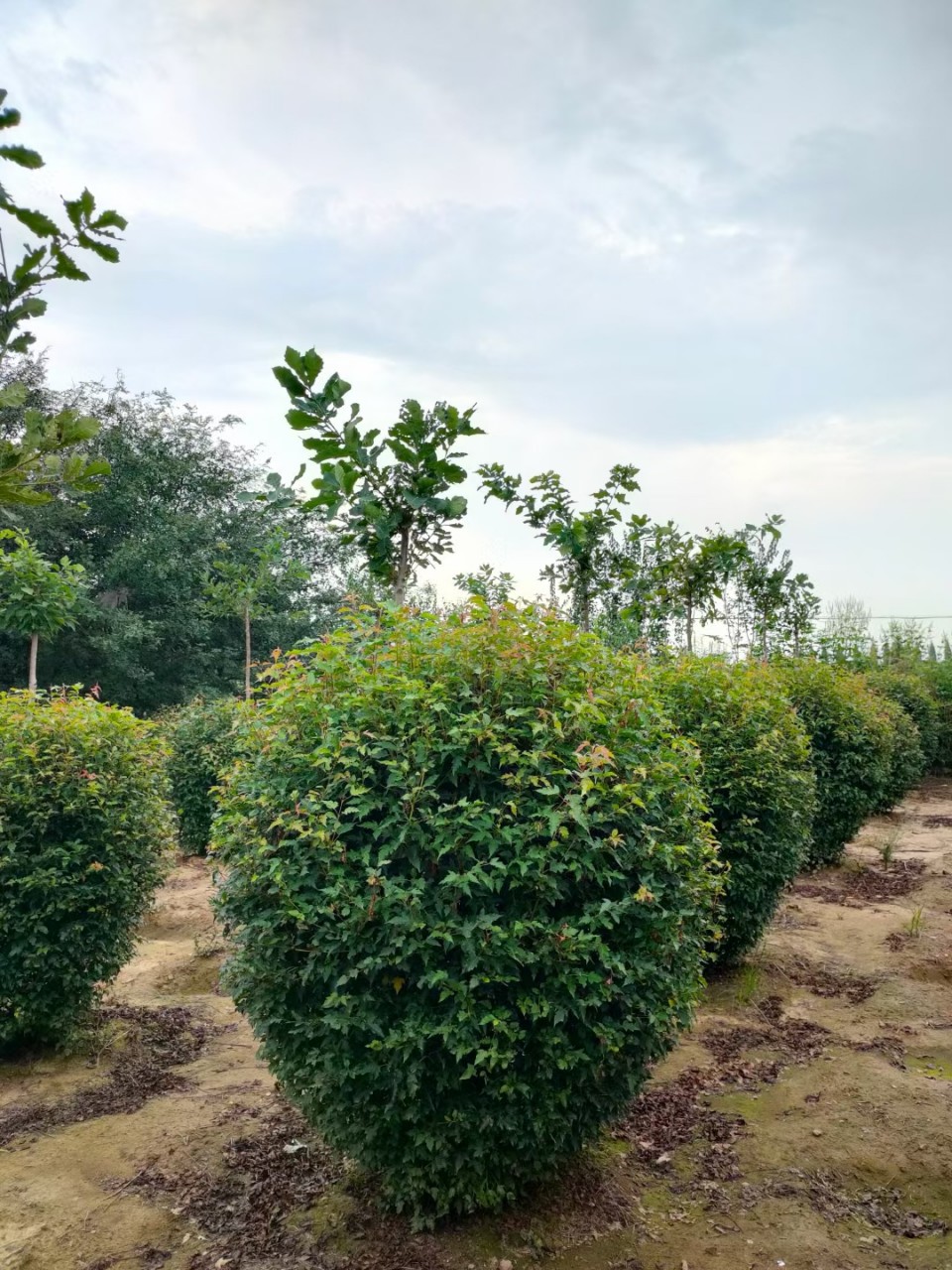 三角枫球 茶条槭球 三角枫小苗茶条槭墩小区庭院行道绿篱价格优惠