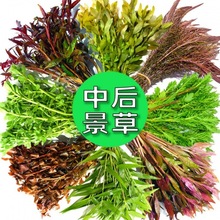 缸水鱼植物中后景罗兰紫红丁香绿菊蜈蚣芹中柳批发跨境独立站