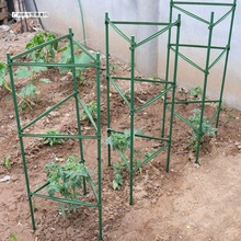 黄瓜架西红柿番茄攀爬支架爬藤植物支架茄子架豆角爬藤架支柱园艺