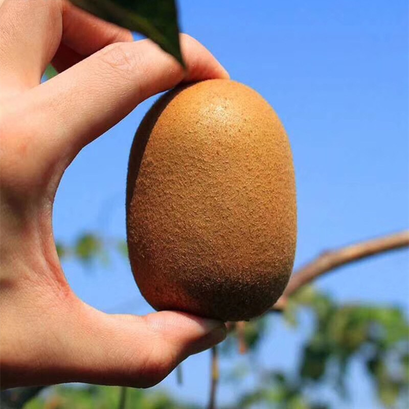 【四川黄心猕猴桃 黄金奇异果】金艳 非红心 5斤新鲜水果一件代发