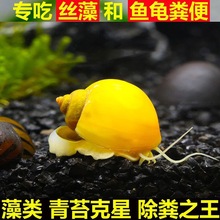 观赏螺小黄金蚌螺小黄金螺吃鱼龟粪苹果螺清苔鱼缸清洁除藻工具螺
