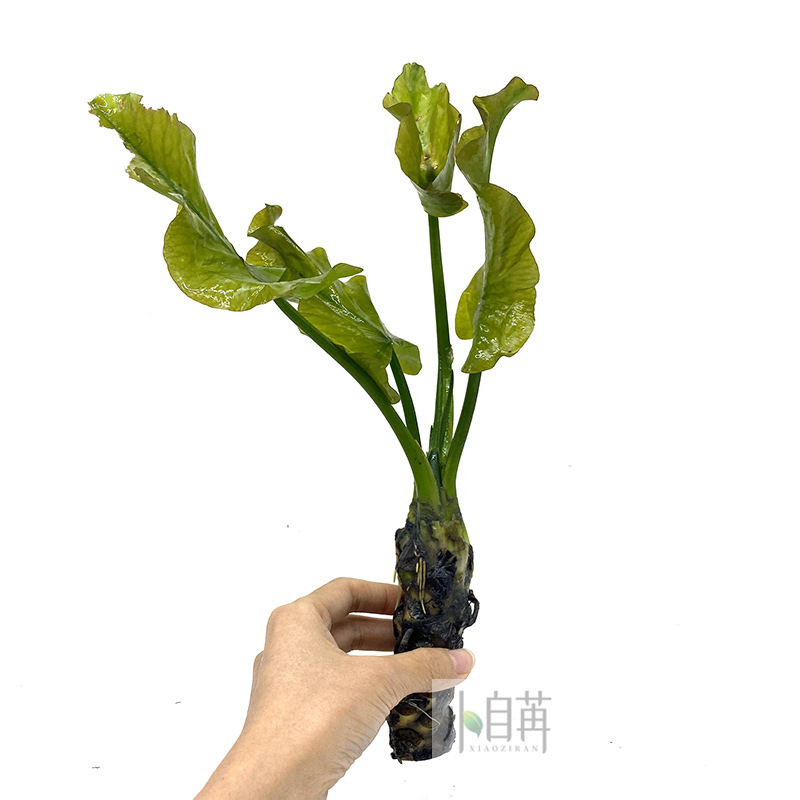 日本荷根青绿荷根水草活体鱼缸真水草观赏水草水草缸物浮叶睡莲类