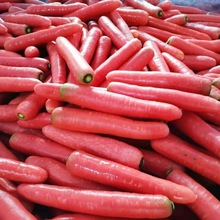 甘肃22现挖红萝卜蔬菜带泥农家沙地红心脆甜水果胡萝卜生吃新鲜厂