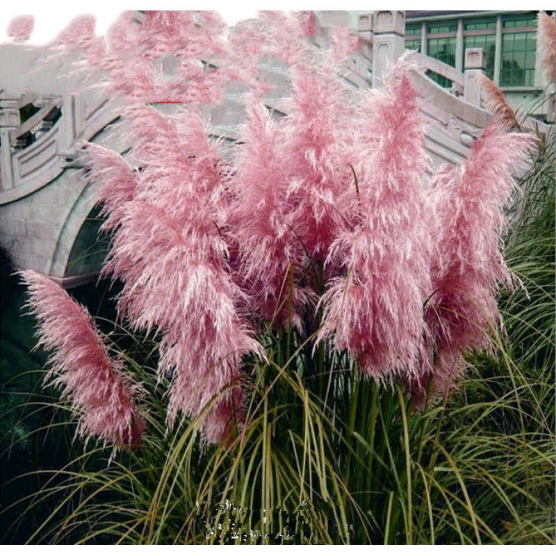 英国蒲苇种子潘帕斯羽毛多年生耐寒观赏盆栽毛芒粉黛乱子