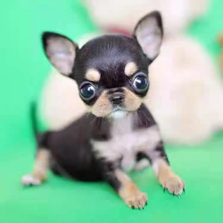 商品描述是否跨境出口专供货源否用途玩赏犬性别公体重9体型小型品种