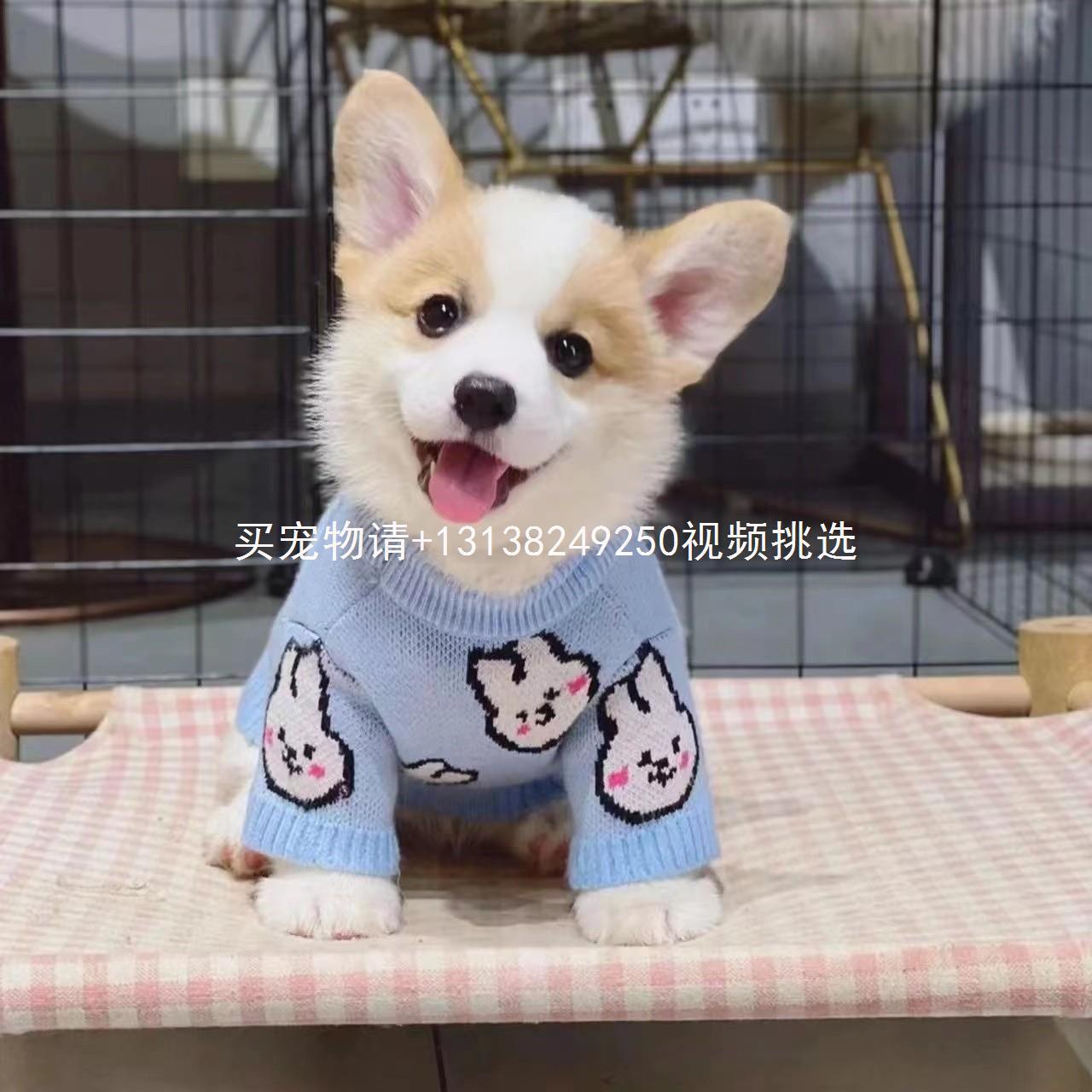 纯种柯基幼犬威尔士两色双色三色小短腿柯基犬小型宠物狗活体幼崽