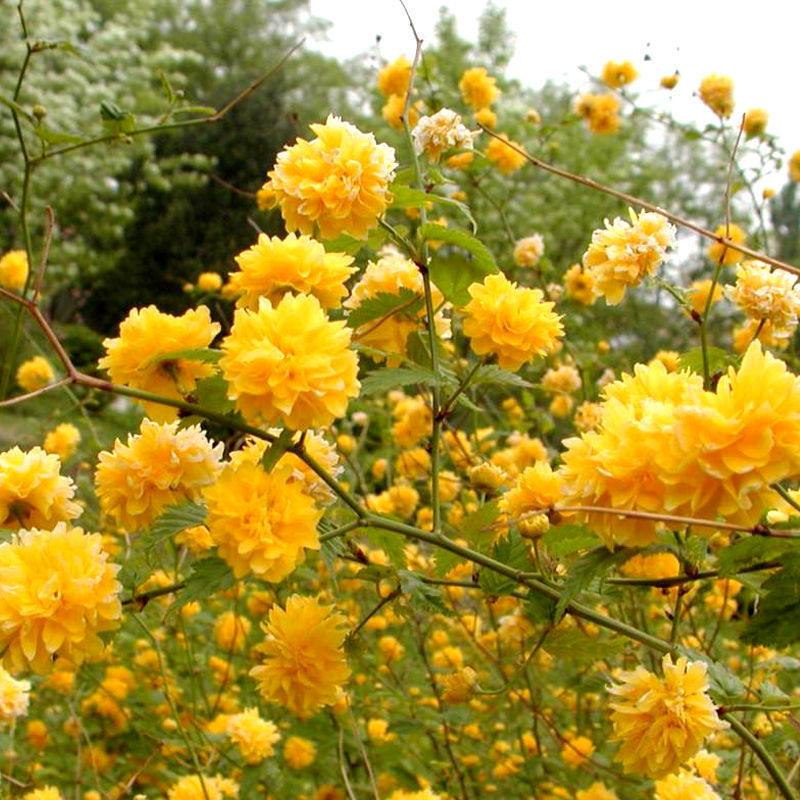 重瓣棣棠花苗盆栽耐荫爬藤攀缘花卉金黄浓香庭院耐寒花园金灿花苗