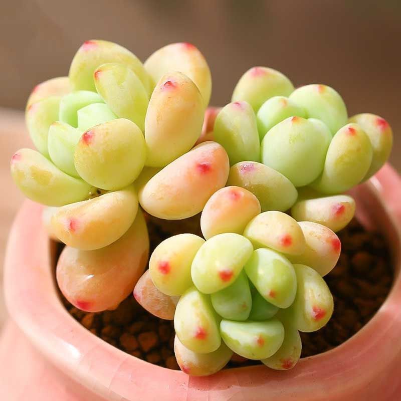 水瓶座 劳尔多肉植物小盆栽室内阳台带香味肉肉防辐射电脑办公桌