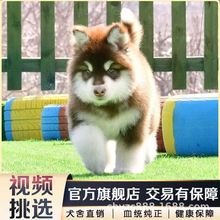 阿拉斯加犬幼犬纯种活体雪橇犬阿拉斯加犬活物巨型黑灰红阿拉斯加