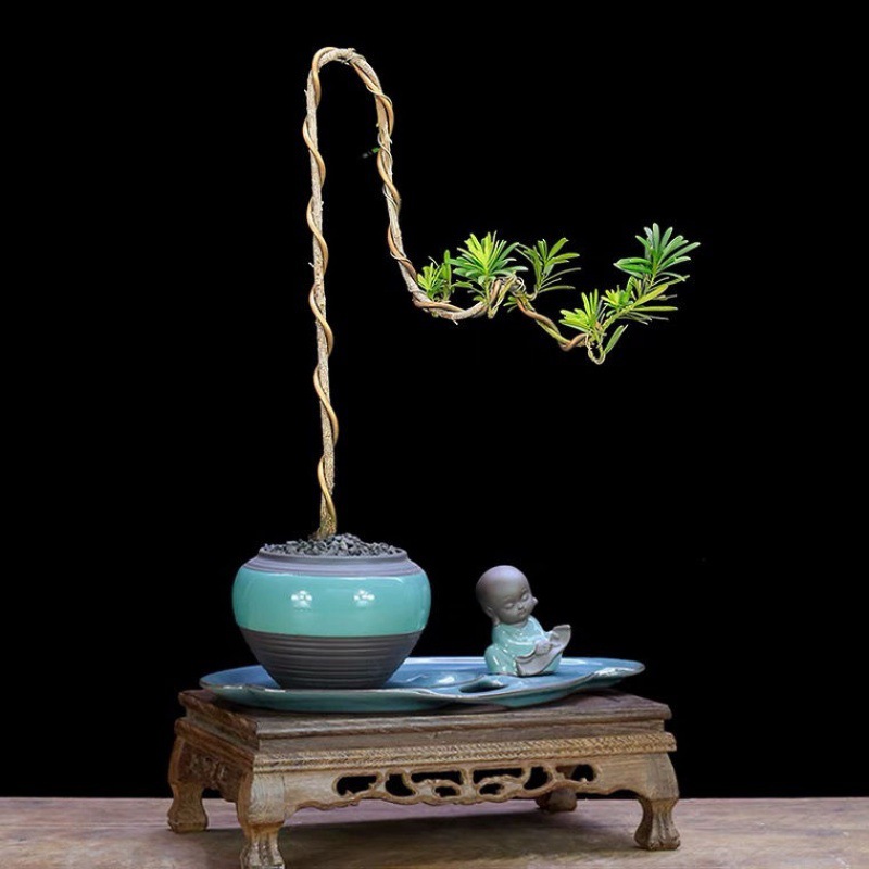 小叶雀舌罗汉松造型文人树盆景植物室内盆栽绿植玄关软装艺术装饰