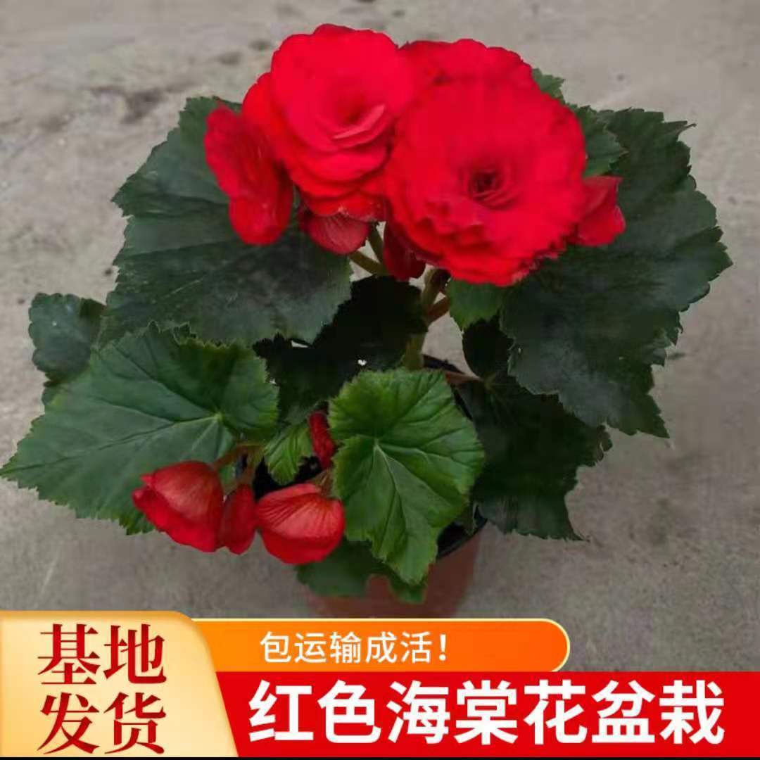 丽格海棠玫瑰夫妻海棠室内盆栽花卉 四季秋海棠花苗重瓣带花发货