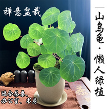 山乌龟植物盆栽红藤圆叶金不换桌面室内绿植素烧土陶花盆套装包活