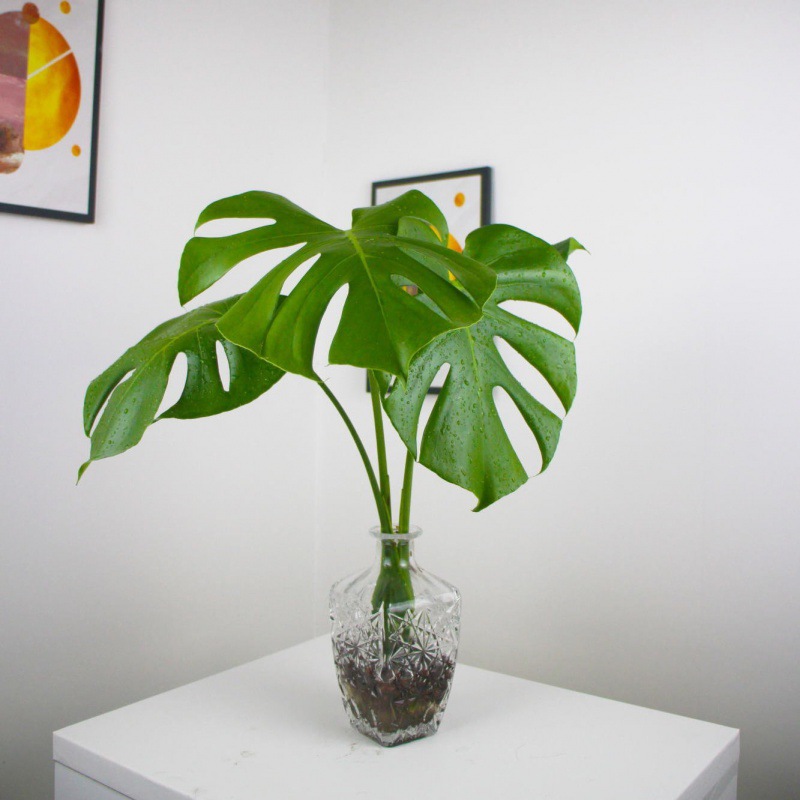 仿真龟背竹大型仿真植物落地旅人蕉盆景假盆栽绿植摆件龟背葵树-询价