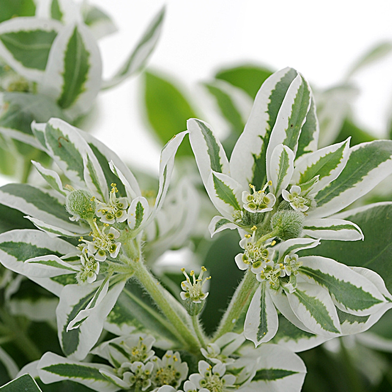 叶上花叶上白高山积雪鲜花云南直发昆明直批斗南花市配花配叶