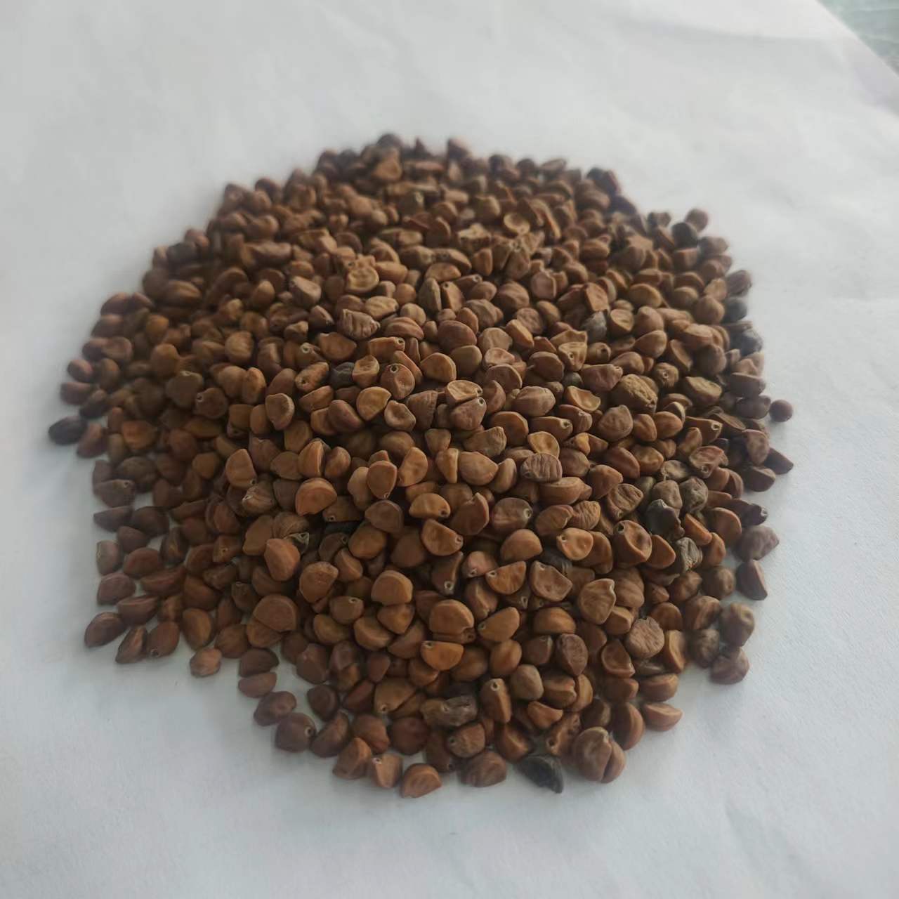 白丑 牵牛子 白牵牛子 喇叭花 中药材-阿里巴巴