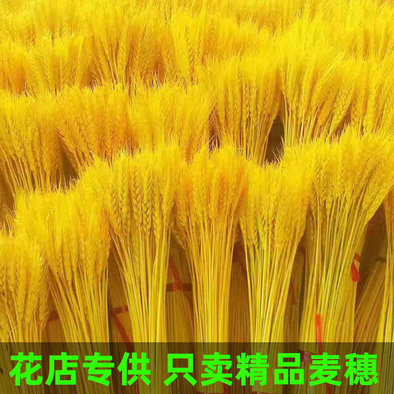 大麦麦穗干花开业田园植物自然原色黄金麦穗真麦子婚庆装饰拍摄
