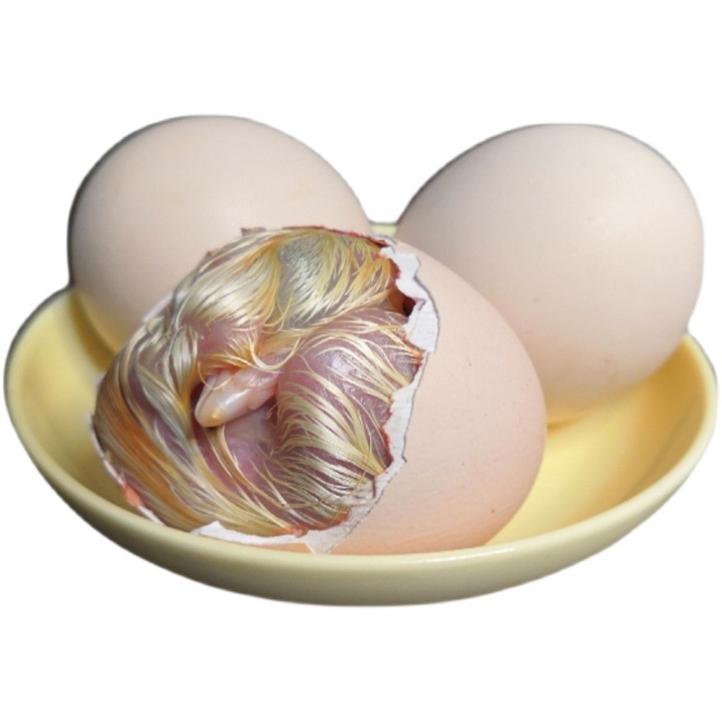 香辣熟毛蛋油煎毛鸡蛋非活珠子冷藏真空包装开袋即食20枚包邮