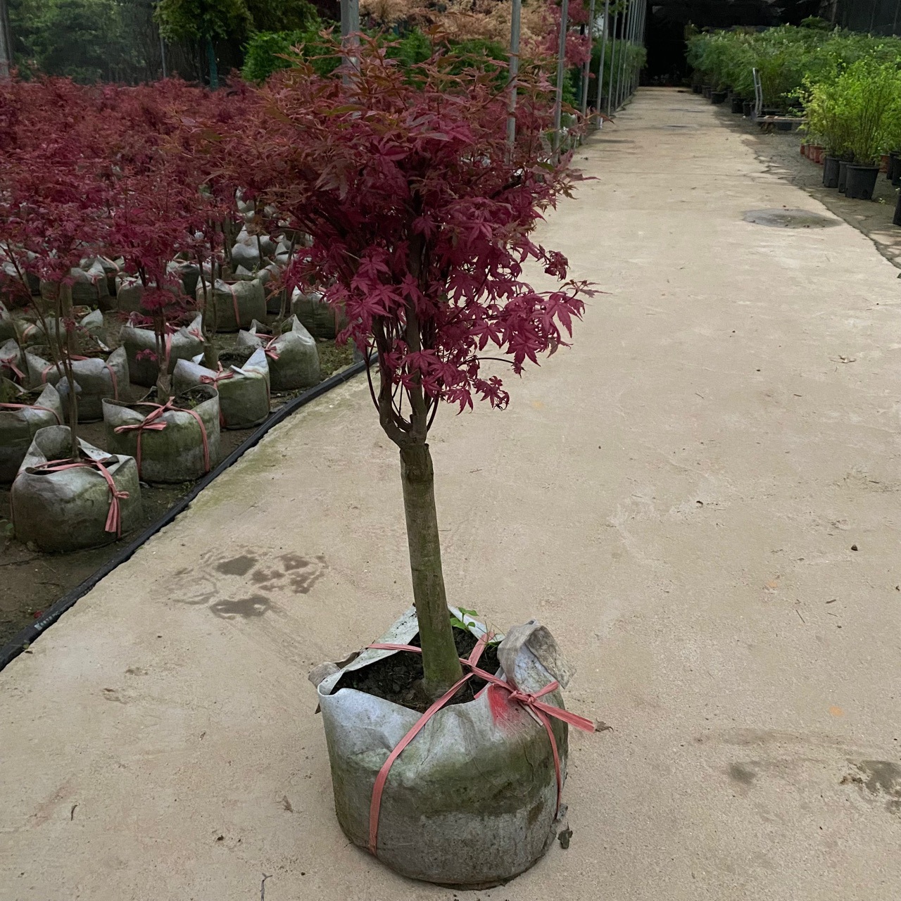 贵族枫树盆景红枫流泉树苗橙之梦红羽衣羽毛枫出猩猩四季风景花园