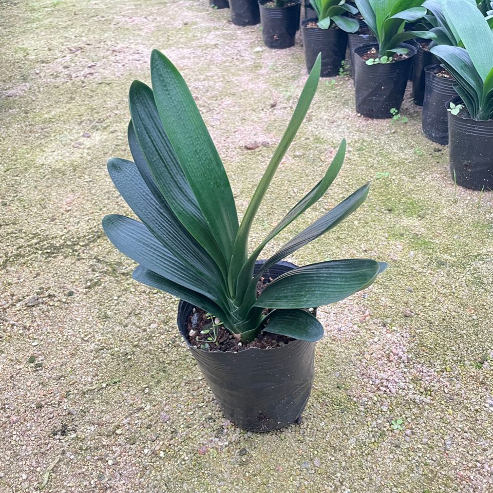 精品君子兰圆头和尚苗转兰彩兰小微短立板油匠奇艺兰一物一拍