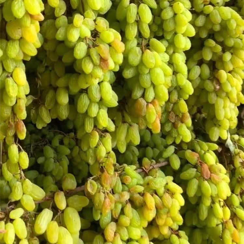 批发新疆特产 大颗粒葡萄干 绿宝石吐鲁番休闲零食提子干500g新货