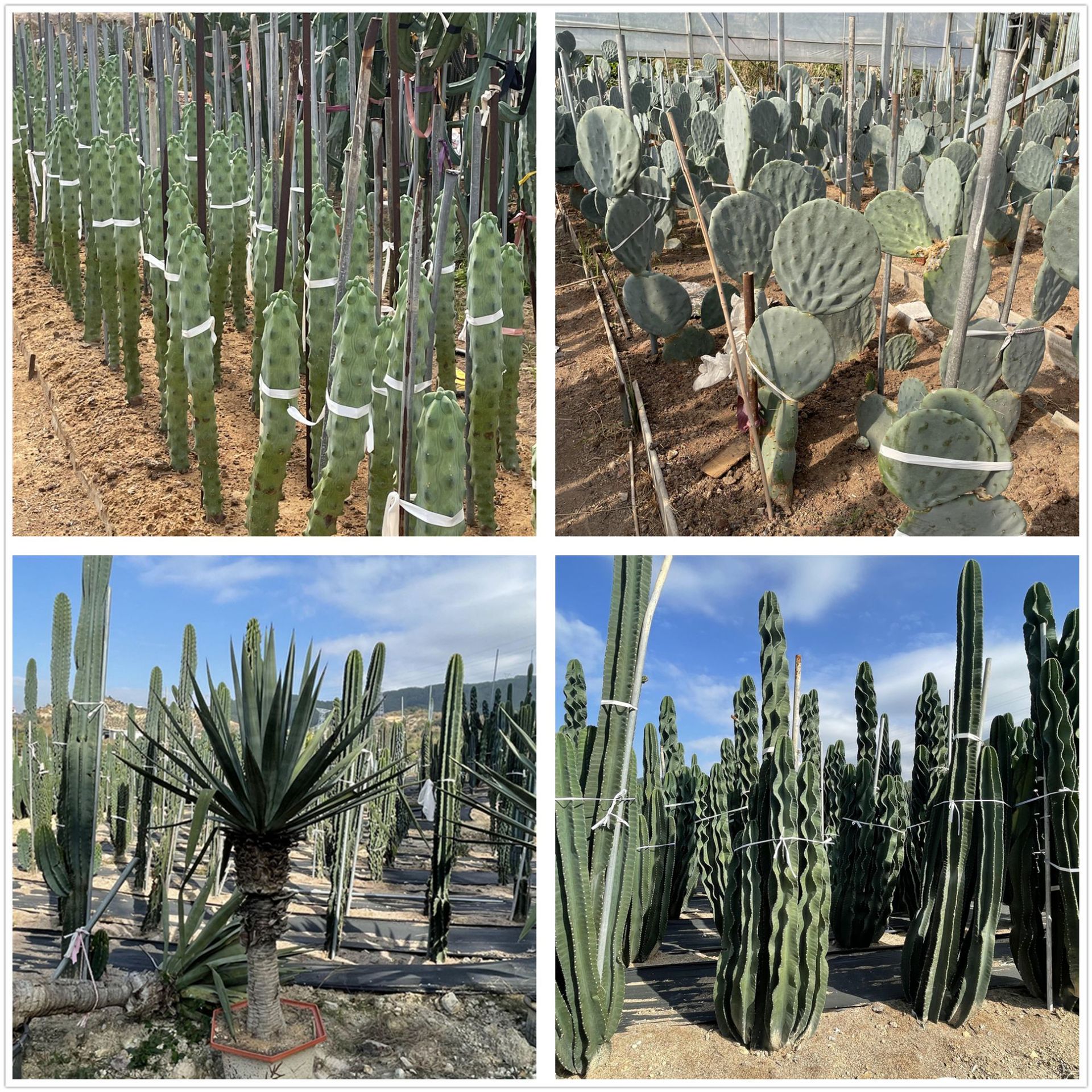 【产地直发】混装仙人球批发老乐柱紫艳柱鸡腿柱蓝柱雷神阁武仑柱