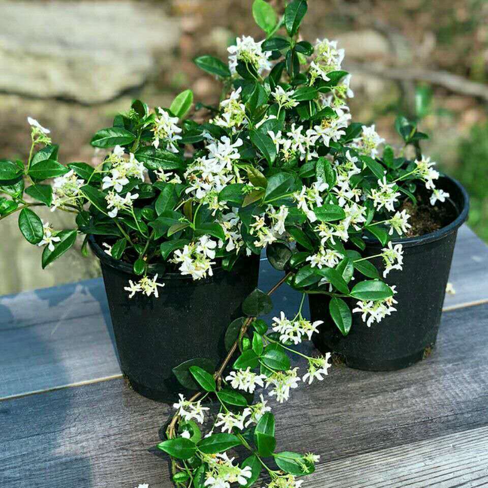 爬藤开花植物浓香银丝茉莉风车茉莉庭院阳台耐寒耐热花卉四季常青