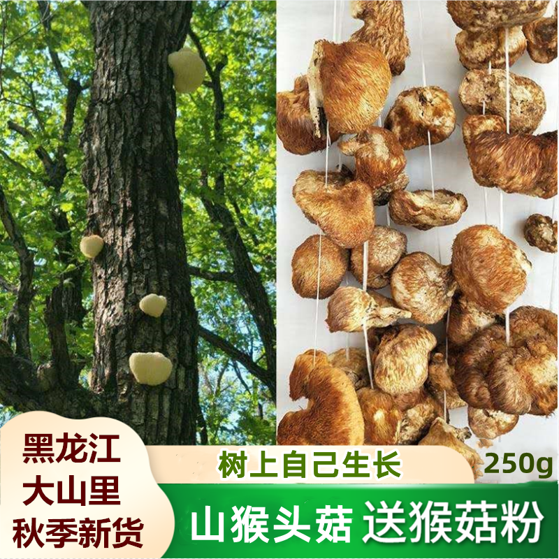 东北黑龙江猴头菇干货猴头菌 山猴头250g野生猴头蘑可打猴头菇粉