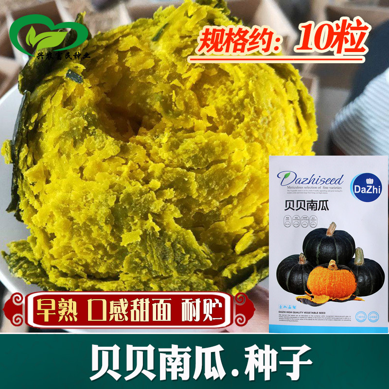 贝贝南瓜种子农田菜园基地早熟蔓生型肉鲜黄甜面粉糯南瓜蔬菜籽