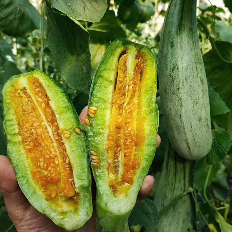 现货2023头茬羊角蜜5斤产地直发松脆香瓜现摘潍坊羊角蜜甜瓜 新鲜