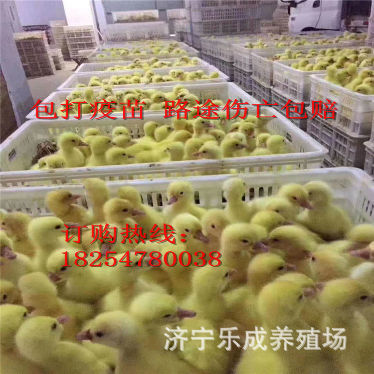 鹅苗批发 大种鹅苗 生态养殖狮头鹅苗 白鹅 成鹅回收价格-阿里巴巴
