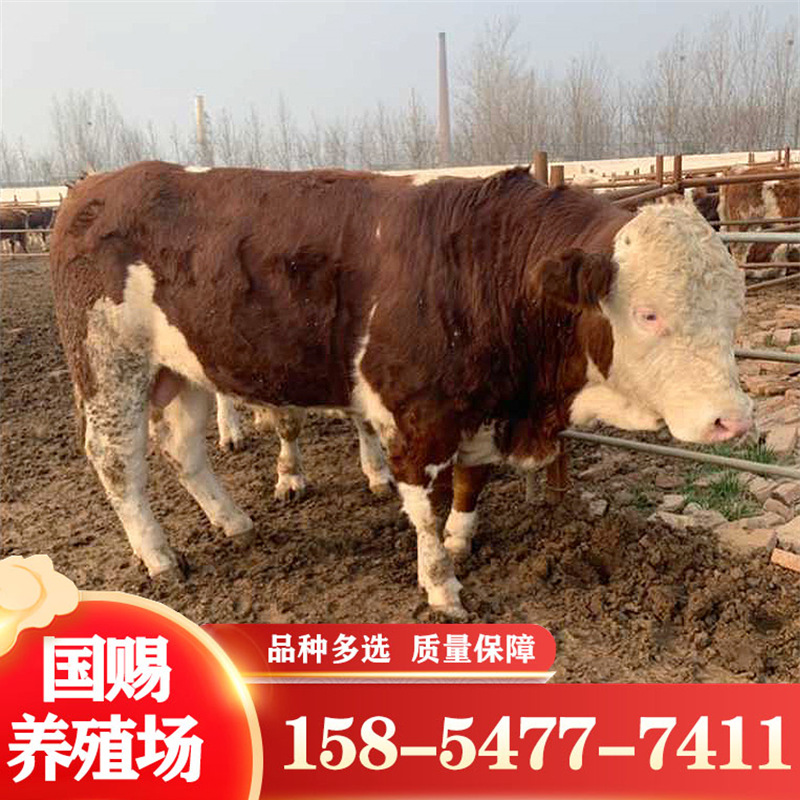 肉牛苗 奶牛 小牛 改良西门塔尔牛犊 云南养牛批发场