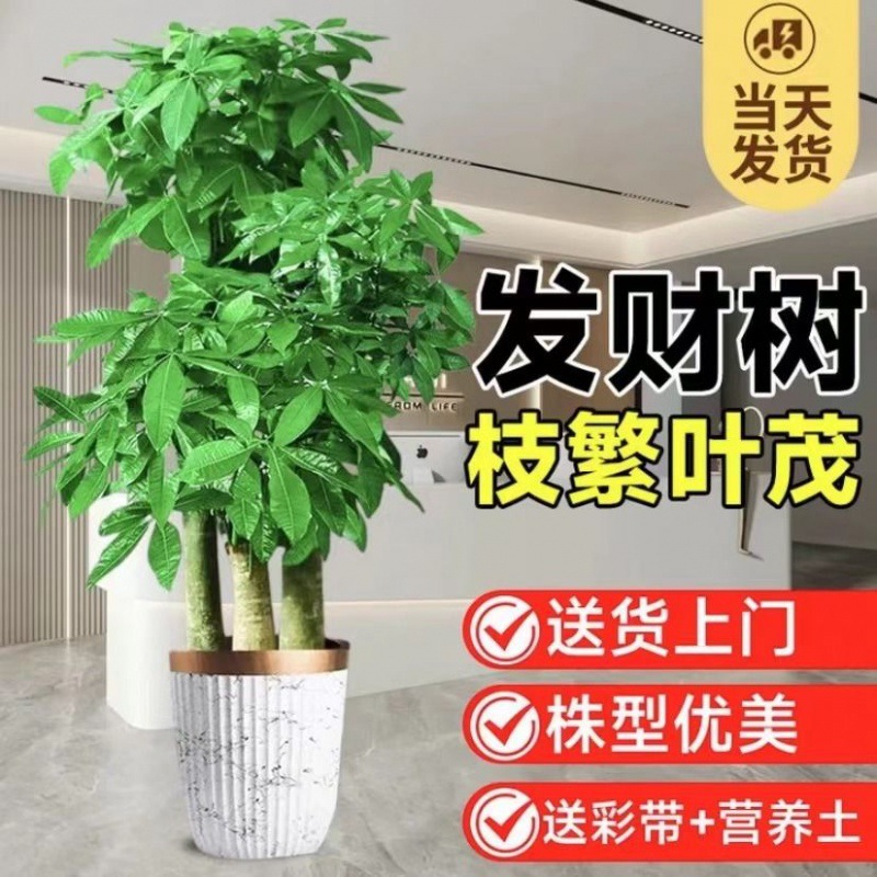发财树步步高室内四季常青客厅乔迁开业送礼好养活大型落地款绿植
