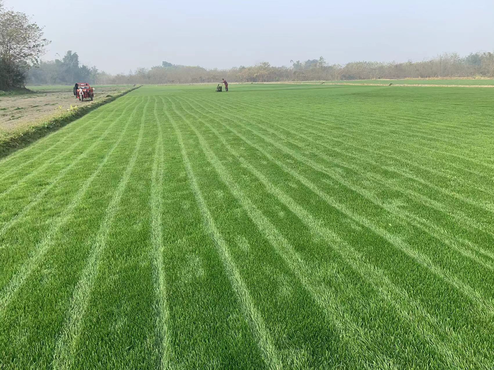 黑麦草图片-海量高清黑麦草图片大全 - 阿里巴巴