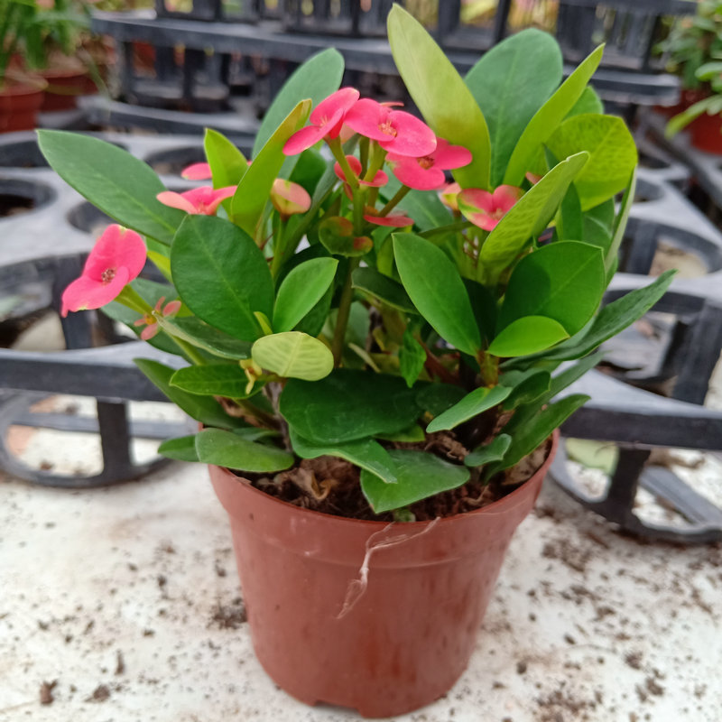 90#铁海棠盆栽客厅 家庭园艺铁海棠小盆栽 办公桌面植物盆栽批发