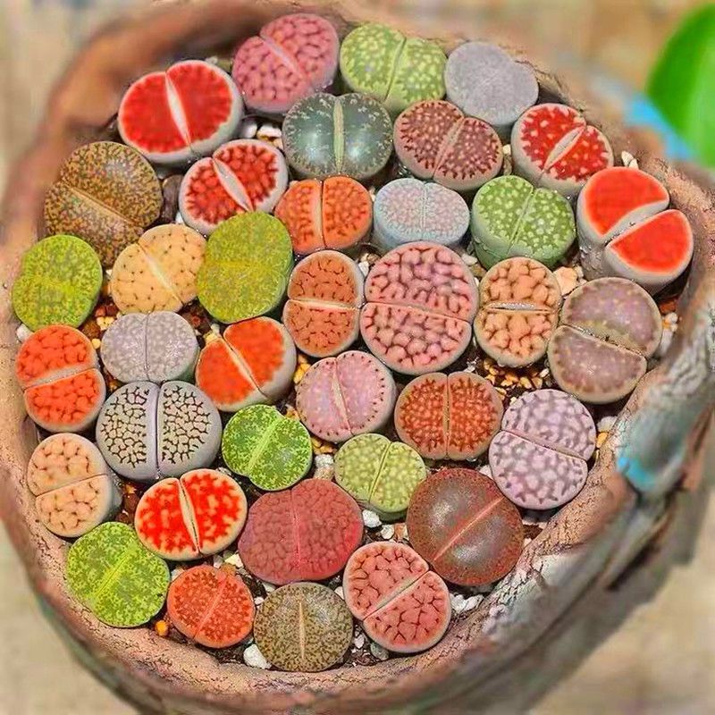 生石花多肉植物生石花石生花组合套餐大尺寸多肉母本室内绿植盆栽