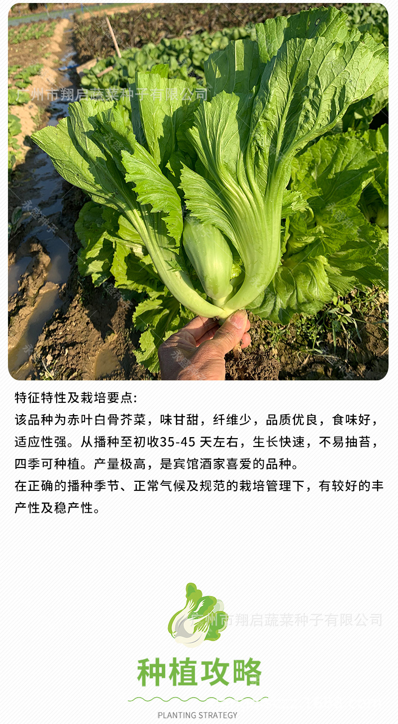 品种         芥菜       级别         一级良种       品种纯度