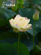 塔莎的花园 碗莲中小微型水培植物四季室内花卉盆栽莲花荷花水生