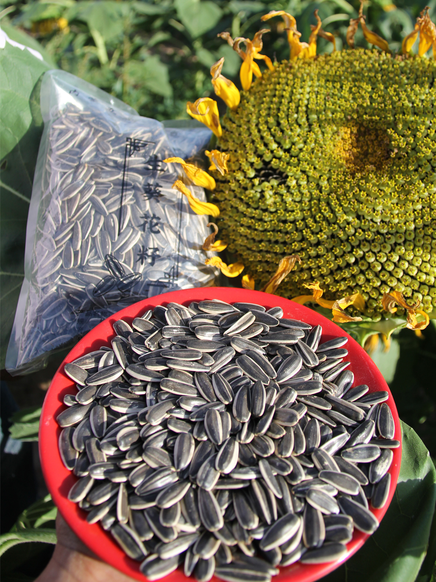 内蒙五原新货363葵花籽大粒原味薄皮生瓜子散装孕妇零食5斤包邮