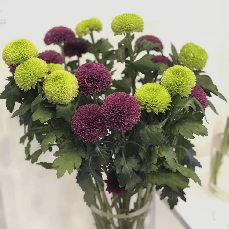 云南鲜花空运直发乒乓菊diy多色可选家庭插花花束可爱包邮