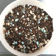 吉祥多肉土 纯颗粒土 专用营养土铺面石 硅藻土麦饭石轻石5斤包邮