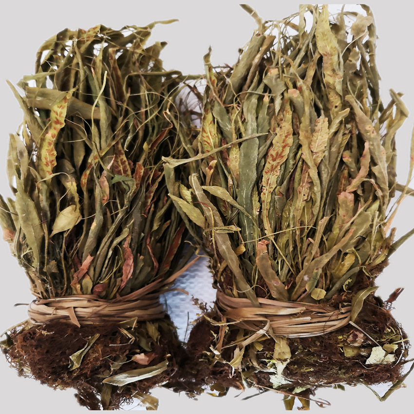 500g马蹬草原生态中药材批发过桥草还阳草马灯草马蹄草小石韦仙草