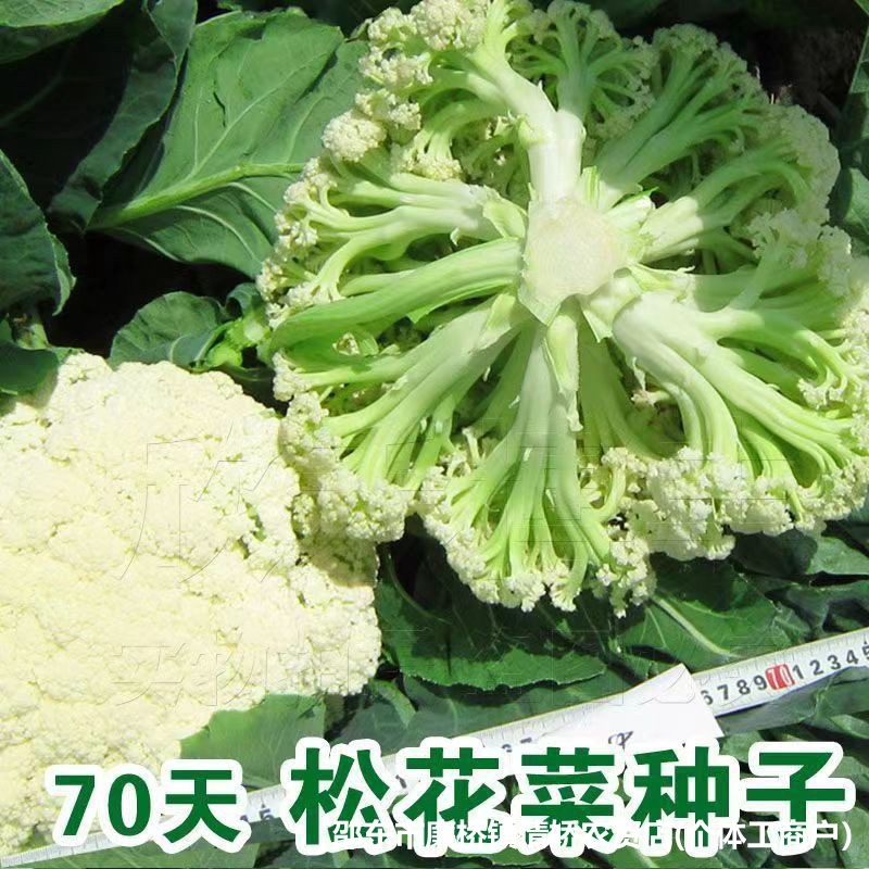 雪丽松花70天松花菜种子新松青梗散花耐热耐寒蔬菜花菜种子孑有机