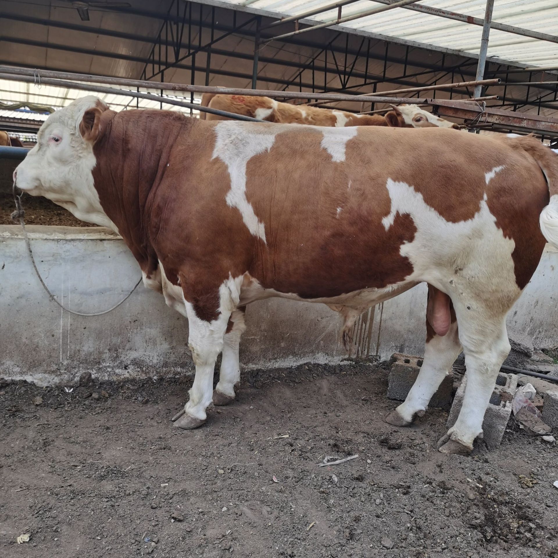 养殖基地育肥牛