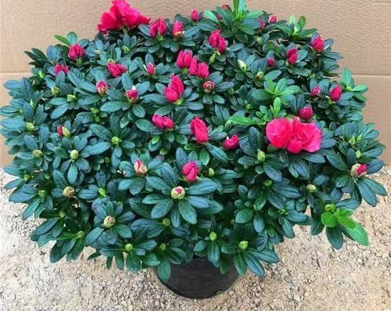 杜鹃花批发四季开花大盆栽带花苞花卉老桩小苗客厅室外卧室好养