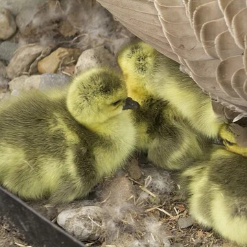 脱温灰狮头鹅活苗一斤左右狮头鹅苗可直接散养