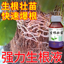 植物生根壮苗剂强力生根爆根移栽扦插果树蔬菜花卉通用批发代发