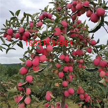 鸡心果苹果树苗嫁接耐寒锦绣海棠小苹果盆地栽北南方种植当年结果